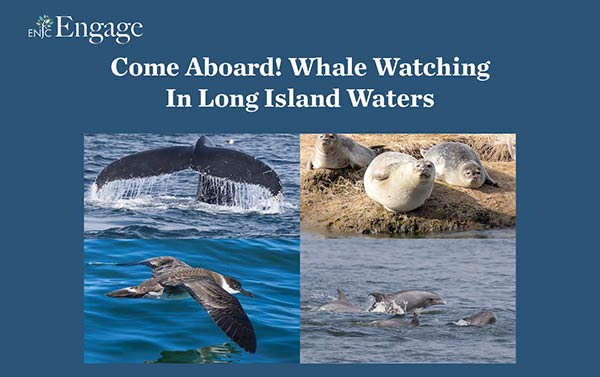 Long Island Marine Life